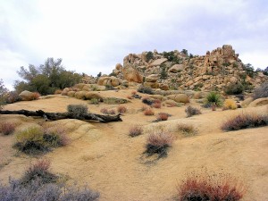 Joshua Tree desert.February 2013      